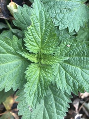 Urtica dioica dioica