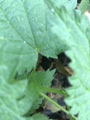 Urtica dioica dioica