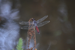 Libellula herculea