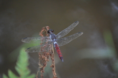 Libellula herculea
