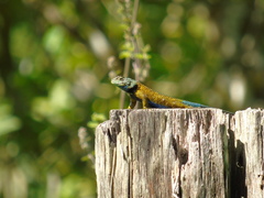 Sceloporus esperanzae