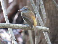 Attila spadiceus