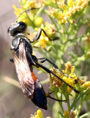 Sphex texanus