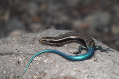 Gran Canaria Skink photo 2
