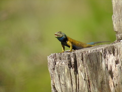 Sceloporus esperanzae