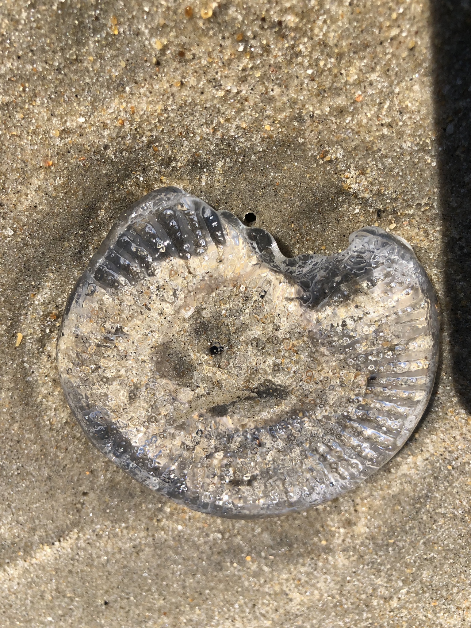 Rhacostoma atlanticum L.Agassiz, 1851