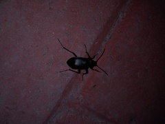 Calosoma