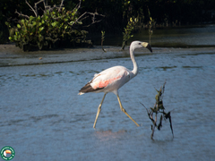 Phoenicoparrus andinus