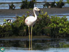 Phoenicoparrus andinus