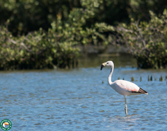 Phoenicoparrus andinus