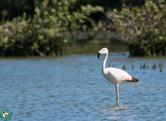 Phoenicoparrus andinus