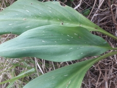 Zantedeschia