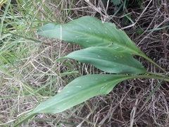 Zantedeschia