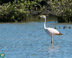 Phoenicoparrus andinus