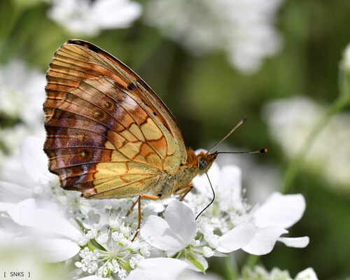 Marbled Fritillary