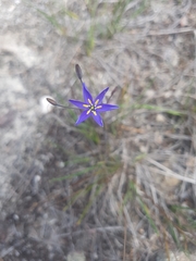 Hemerocallidoideae
