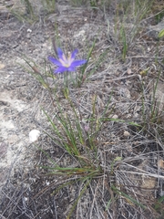 Hemerocallidoideae