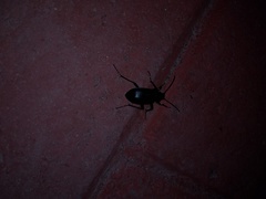 Calosoma