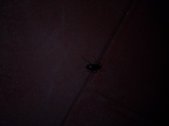 Calosoma