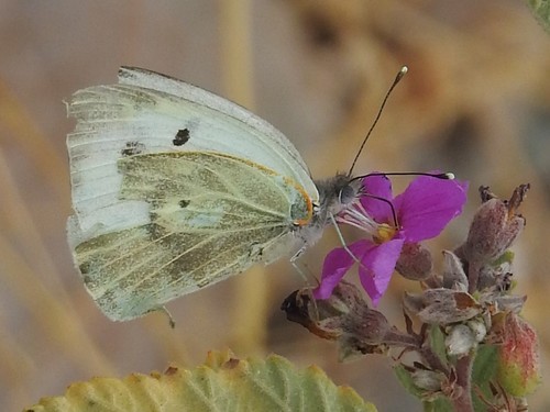 Howarth's White