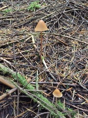 Conocybe semiglobata