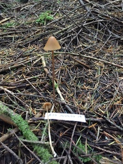 Conocybe semiglobata
