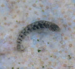 Kelloggella oligolepis
