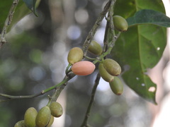 Gomphandra australiana