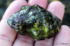 Menathais intermedia