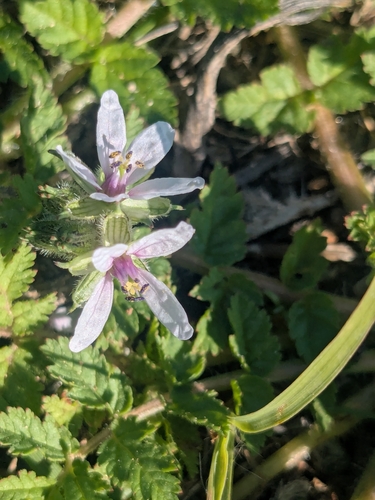 Musky stork's bill (Erodium moschatum)