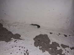 Otostigmus silvestrii