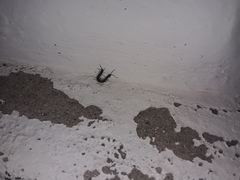 Otostigmus silvestrii