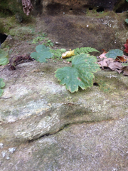 Heuchera missouriensis