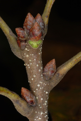 Quercus boyntonii