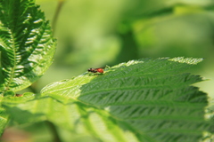 Sphegina