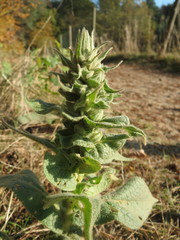 Verbascum densiflorum