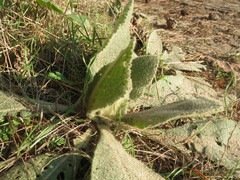 Verbascum densiflorum