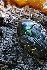 Euphoria sepulcralis