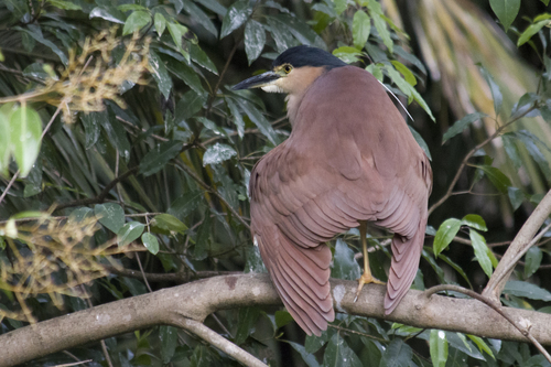 Nankeen Night Heron