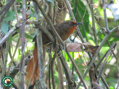 Phacellodomus erythrophthalmus