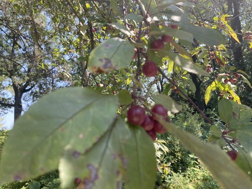 Malus baccata