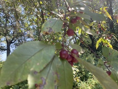 Malus baccata