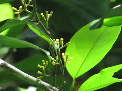 Gomphandra australiana