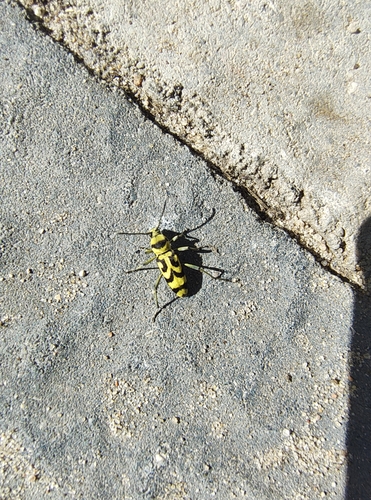 Grape Wood Borer