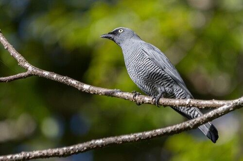 Coracina lineata in life