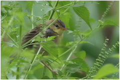 Cisticola haematocephalus