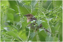 Cisticola haematocephalus