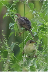 Cisticola haematocephalus