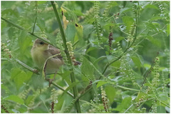 Cisticola haematocephalus