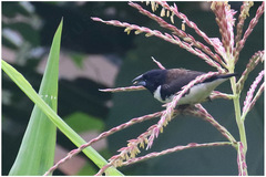 Spermestes fringilloides